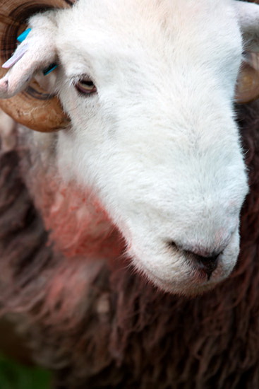 Grasmoor Field Herdwick Sheep