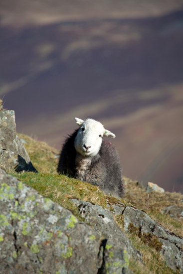 Brae Fell Herdwick Sheep