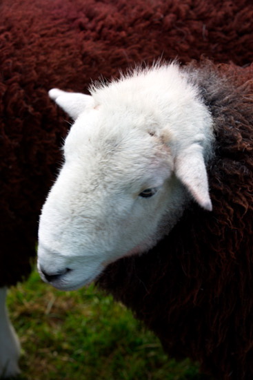 Crosthwaite Farm Herdwick Sheep