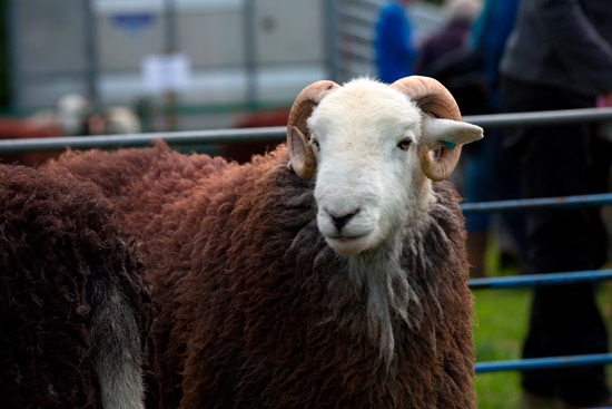 Soulby (Penrith) Farm Herdwick Sheep