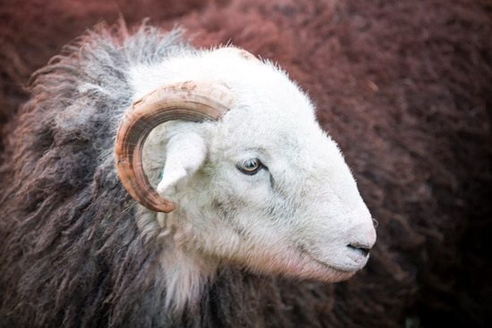 Grasmoor Field Lakeland Sheep