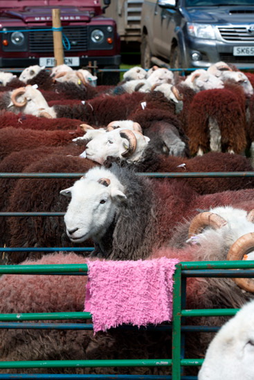Stybarrow Dodd Valley Lakeland Sheep