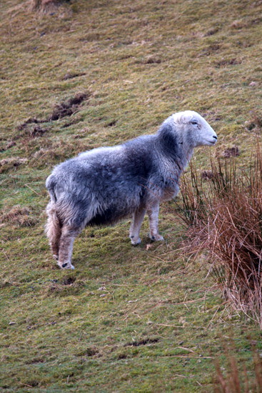 Bowfell Field Lake district Sheep
