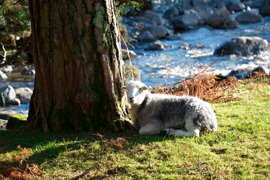 Burnbanks Field Lakeland Sheep