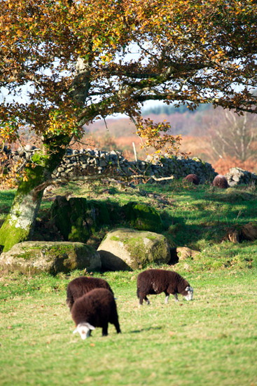 Brough Valley Herdwick Sheep