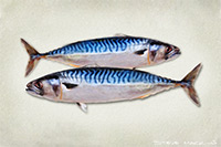 Mackerel II, Kitchen Art, Artwork, Fish, Atlantic Mackerel Art