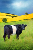 Galloway Belted Cow, cattle, dairy, fields