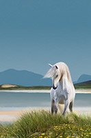 Isle of Harris, Luskentyre, Beach, Shore, Sand, White, Pony, Hebrides, Turquoise, Scotland