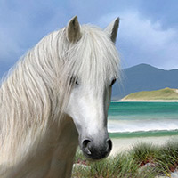 Isle of Harris, Luskentyre, Beach, Shore, Sand, White, Pony, Hebrides, Turquoise sea, Scotland, Wall Art, Art Print