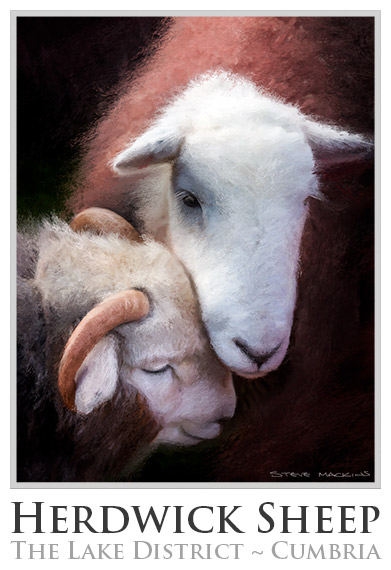 Herdwick Sheep Poster No4