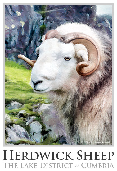 Herdwick Sheep Poster No2