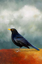 Blackbird II, Bird, British Wildlife, Highly Detailed Artwork
