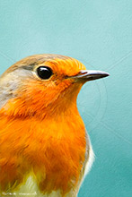 Robin Red Breast, Bird, British Wildlife, Highly Detailed Artwork
