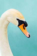 Swan, Bird, British Wildlife, Highly Detailed Artwork
