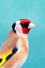 Goldfinch, Bird, British Wildlife, Highly Detailed Artwork