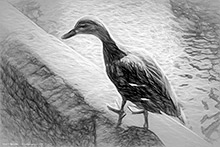Cartmel Duck, Bird, British Wildlife, Highly Detailed Artwork