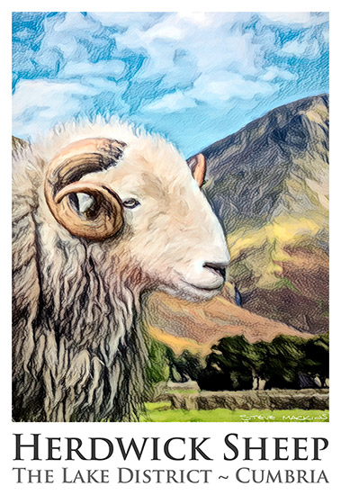 Herdwick Sheep Poster No5