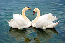 Windermere Swans