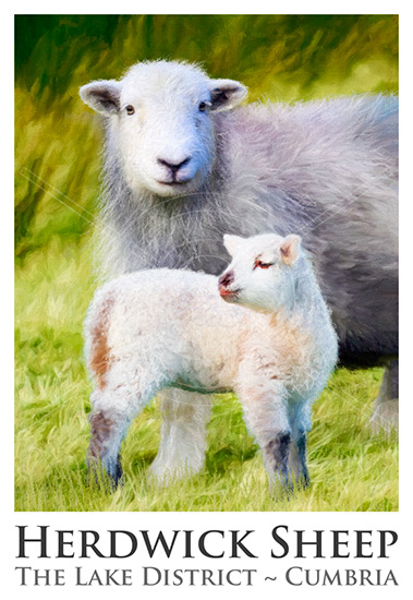 Herdwick Sheep Poster No6
