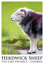 Herdwick Sheep, Herdy Sketches, Herdy, Herdwick Wall Art, Herdy Ewe, Herdy Sheep Artist, Herdwick, Herdwick Sheep Acrylic Paintings, Herdwick Sheep Oil Pastels, Herdwick, Herdwick Drawings, Herdwick Sheep Prints, Herdy Art, Mixed-Media Herdy Art, Herdy Wall Art, Herdies, Herdwick Sheep Oil Painting, Lakeland Sheep, Herdwick Sheep Art Studio, Herdwick Sheep Oil Painting, Herdwick Artwork, Herdy Sketch, Herdwick Sheep Art, Herdwick Sheep Sketch, Burneside, Boot, Great Borne, Seathwaite (Duddon Valley), Dollywaggon Pike, Barrow, Parton, Red Pike (Wasdale), Casterton, Orton, Grayrigg, Elterwater, 