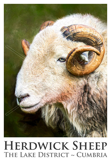 Herdwick Sheep Poster No8