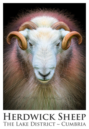 Herdwick Sheep Poster No10