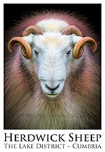Herdy Ewe, Herdy Sketches, Herdwick Sheep Acrylic Paintings, Herdy Wall Art, Herdies, Herdy, Herdwick Sheep Oil Painting, Herdwick Sheep Prints, Mixed-Media Herdy Art, Herdwick, Herdwick Drawings, Herdwick Sheep, Herdy Art, Herdy Sheep Artist, Lakeland Sheep, Herdwick, Herdwick Sheep Art, Herdwick Sheep Oil Pastels, Herdy Sketch, Herdwick Sheep Art Studio, Herdwick Sheep Oil Painting, Herdwick Wall Art, Lakeland Herdy Artworks, Herdwick Sheep Sketch, Hale, Endmoor, Crosthwaite, Lakeside, Plumbland, Red Screes, Seat Sandal, Warwick Bridge, Scoat Fell, Lowther, Garrigill, Coniston, Little Asby, 