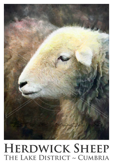 Herdwick Sheep Poster No11