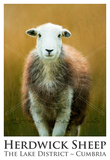 Herdwick Sheep Poster No12