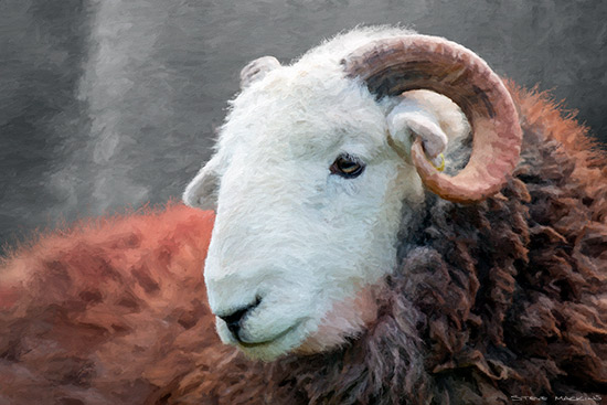Hodge Close Langdales Herdwick Sheep Tup 