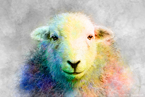Herdwick Sheep Ewe Watercolour Sketch