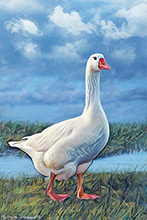 Lakeland Goose  ,Art, Artwork, Art Print