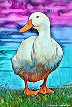 Aylesbury Duck ,Art, Artwork, Art Print