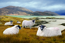 Scottish Blackface Sheep Art Print