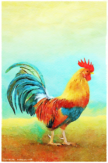 Cockerel Watercolour