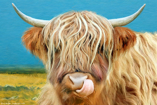 Highland Cow Licking Nose