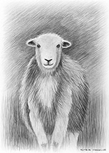 Herdwick Sheep Pencil Sketch, Lakeland Sheep, Lakeland Herdy Artworks, Herdwick Sheep Acrylic Paintings, Herdy Wall Art, Herdwick Wall Art, Herdwick Sheep Art Studio, Herdwick Drawings, Herdy, Herdwick Sheep Oil Pastels, Herdwick Sheep Art, Herdy Sketches, Herdwick, Herdwick, Mixed-Media Herdy Art, Herdwick Sheep Sketch, Herdwick Sheep Prints, Herdy Ewe, Herdy Art, Herdy Sheep Artist, Herdwick Sheep, Herdies, Herdy Sketch, Herdwick Sheep Oil Painting, Herdwick Artwork, Seatallan, Stanah, Arkleby, Monkhill, Ireby, Aglionby, Nethermost Pike, Rest Dodd, Saint Sunday Crag, Sedgwick, Fairfield, Ram