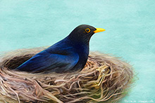 Nesting Blackbird Artwork Print