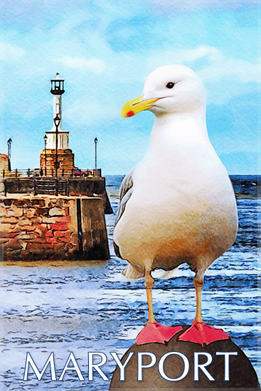 Seagull ~ Maryport Lighthouse - Maryport Art - Maryport Cumbria, Wildlife & Landscape Prints Seagull ~ Maryport Lighthouse